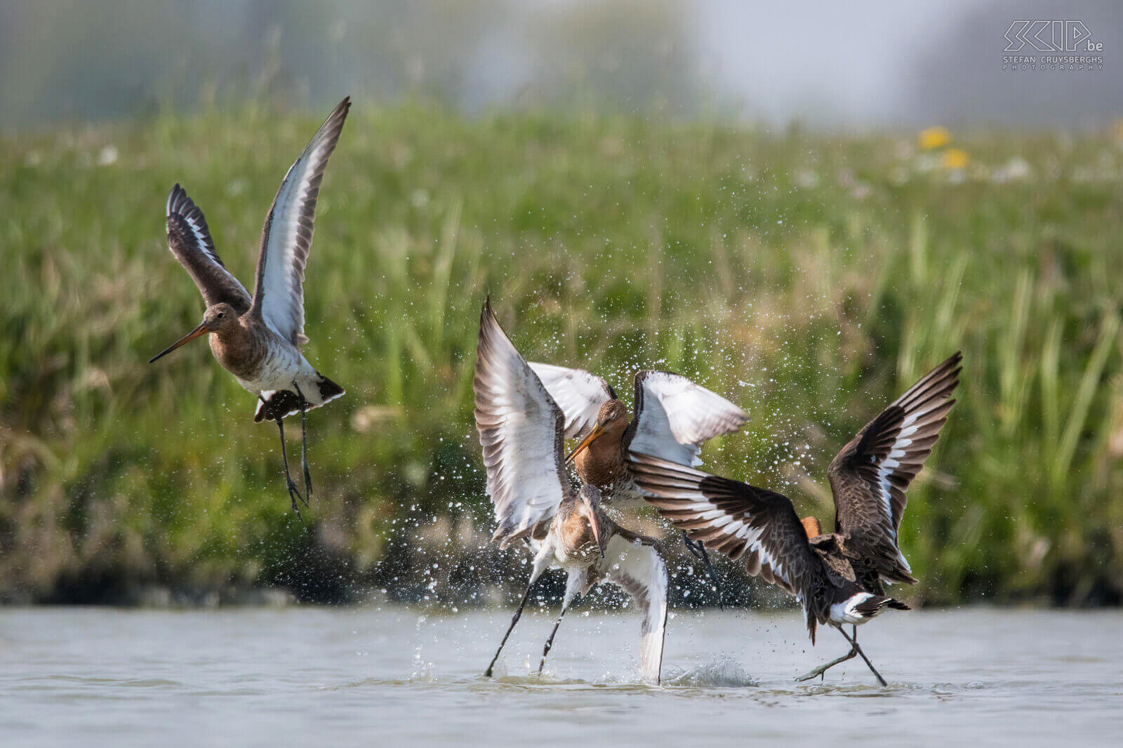 Black-tailed godwits The Black-tailed godwit (Limosa limosa) is a beautiful wader and a meadow bird par excellence. They hibernate in Africa, but they return to the Low Lands early in the spring. During the breeding season the godwit shows spectacular court flights. I was able to photograph them courting and mating in Friesland in the Netherlands.<br />
<br />
Half of all the Black-tailed godwits in Europe breed in the Netherlands. However, the population is under heavy pressure and, unfortunately, they are being pushed back to meadow bird reserves. This species is classified as Near Threatened on the IUCN Red List. Black-tailed godwits make an inconspicuous grass nest in meadowlands and lay an average of 3 to 4 eggs. They eat earthworms, insects and insect larvae. Stefan Cruysberghs